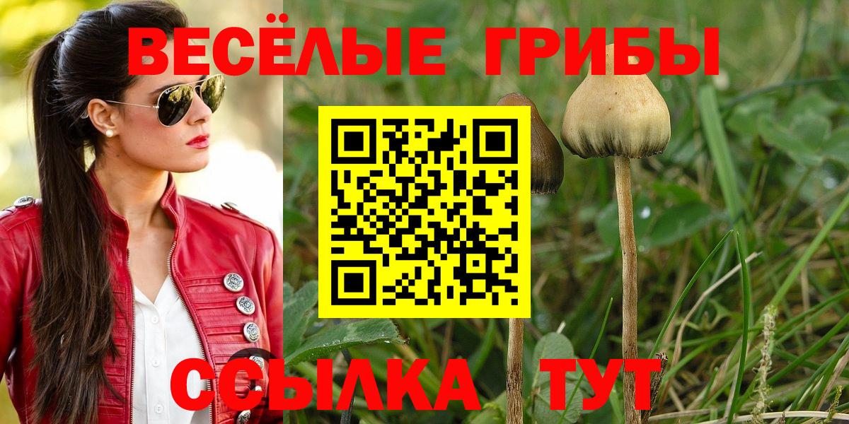 Галлюциногенные грибы Psilocybine cubensis Тула